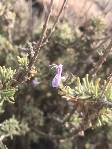 Cliff Rosemary (Salvia granatensis)