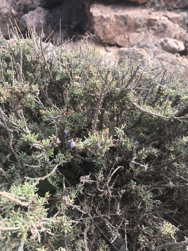 Image of Salvia granatensis by no rights reserved