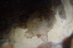 Molgula manhattensis