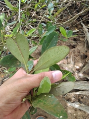 Avicennia germinans