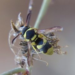 Euodynerus variegatus