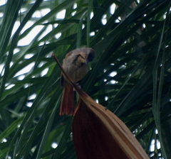 Cichladusa arquata