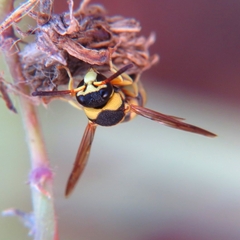 Euodynerus variegatus