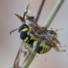 Euodynerus variegatus