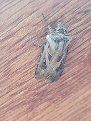 Agrotis vestigialis