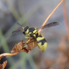 Euodynerus variegatus