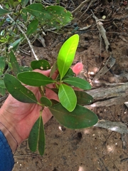 Avicennia germinans