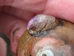 Crepidula norrisiarum