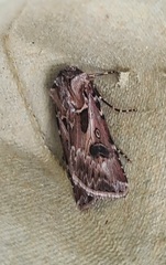 Agrotis vestigialis
