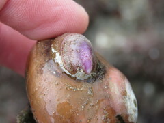 Crepidula norrisiarum