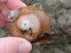 Crepidula norrisiarum