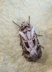 Agrotis vestigialis