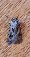 Agrotis vestigialis
