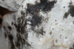 Lichenothelia