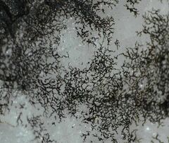 Lichenothelia