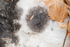 Lichenothelia