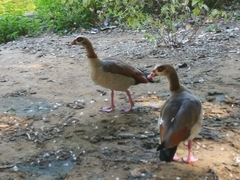 Alopochen aegyptiaca