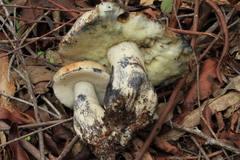 Gyroporus furvescens