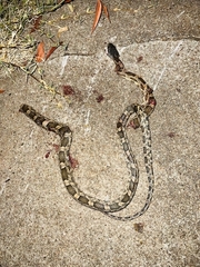 Pantherophis obsoletus