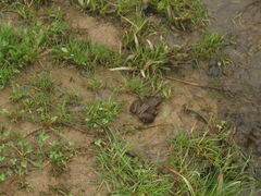 Lithobates clamitans