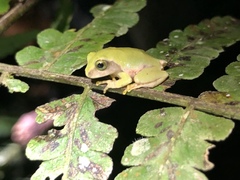 Kurixalus berylliniris