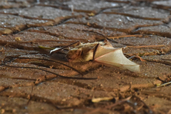 Pseudoromicia rendalli