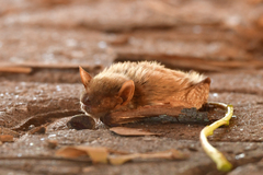 Pseudoromicia rendalli