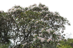 Rhododendron formosanum