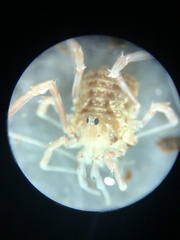 Lophopilio palpinalis