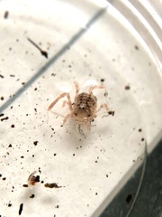 Lophopilio palpinalis