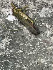 Tropidacris cristata