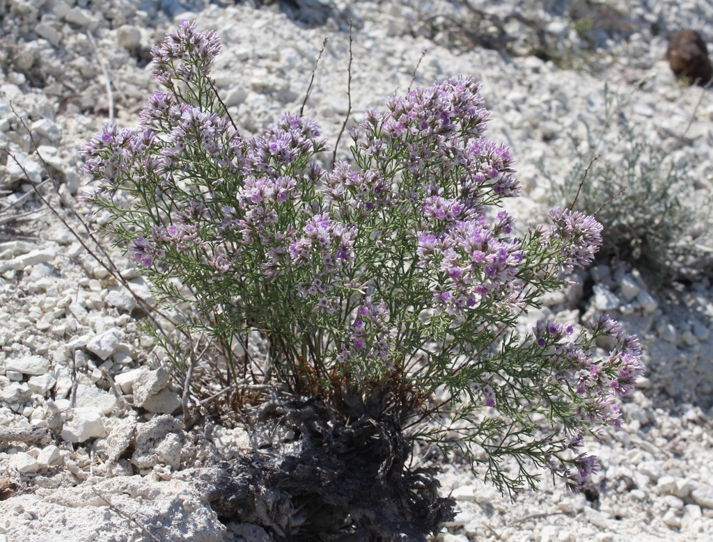Nephrophyllum