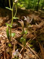 Triphora trianthophoros