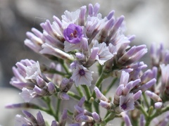 Limonium cretaceum