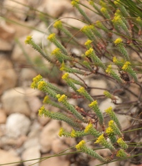 Euphorbia foliosa