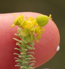 Euphorbia foliosa
