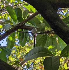 Aegithalos caudatus