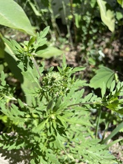 Ambrosia artemisiifolia