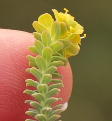 Euphorbia foliosa