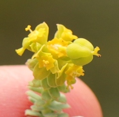 Euphorbia foliosa