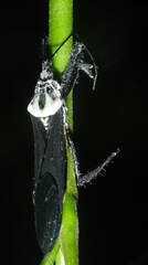 Aristathlus iopterus