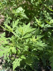 Ambrosia artemisiifolia
