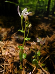 Triphora trianthophoros