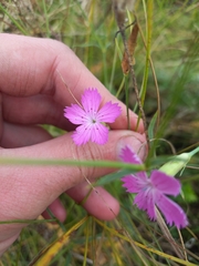 Dianthus campestris