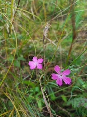 Dianthus campestris
