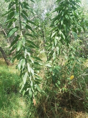 Ipomoea murucoides