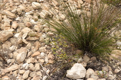 Euphorbia foliosa