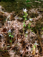 Triphora trianthophoros