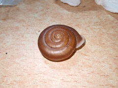 Traumatophora fraterminor