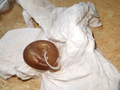 Traumatophora fraterminor